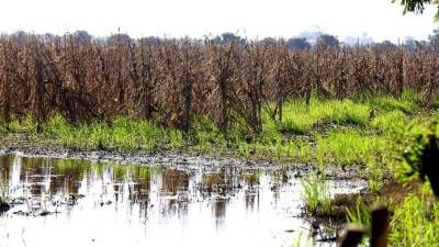 Durante un recorrido que hizo el equipo periodístico de Diario LA PRENSA por diferentes puntos de Colón, cientos de familias y productores seguían limpiando los daños provocados por la tormenta tropical Eta en los cultivos de palma, cítricos, granos básicos y ganadería.