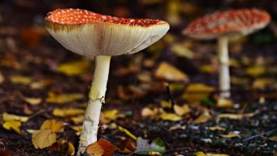 Los menores fallecidos por setas venenosas eran hermanos, según dijeron medios polacos. Foto referencial: Pixabay