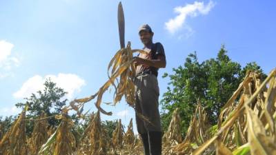 La sequía ha causado pérdidas incalculables en el cultivo de cítricos, granos básicos y en la ganadería en Colón. Foto: Melvin Cubas