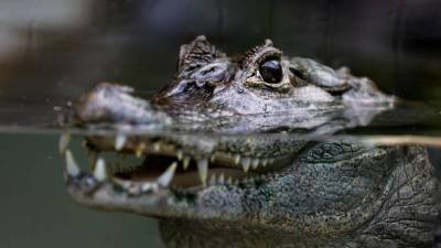 El hallazgo se realizó el viernes, pero fue en las últimas horas que fueron identificados los restos encontrados en la boca del caimán.