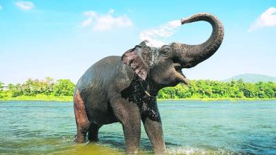 A causa de la caza ilegal, el número de elefantes de África, disminuyó en 111,000 ejemplares desde 2006, estabilizándose en unos 415,000.