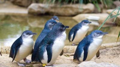 Como estos pingüinos son tan pequeños no necesitan alimentarse con mucha comida.
