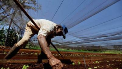 La actividad agrícola ocupa a un tercio de la población económicamente activa de Honduras.
