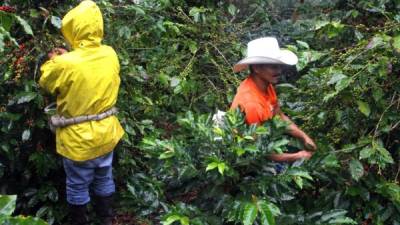 Jornaleros trabajan en el corte de café.