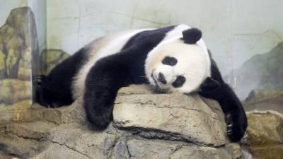 El panda gigante Mei Xiang duerme en el Parque Nacional Zoológico del Smithsonian en Washington.