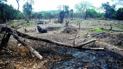 Así quedó el predio que fue invadido por 32 días en el acuífero de Sunseri, hubo tala y daño a la capa vegetal que será reflejado en el informe.