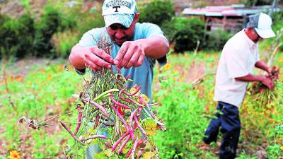 La producción de granos básicos será menor que en años anteriores debido a los altos costos de producción y el cambio climático.