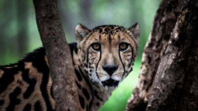 El 30 por ciento de las especies de animales vertebrados está disminuyendo tanto en tamaño como en alcance.