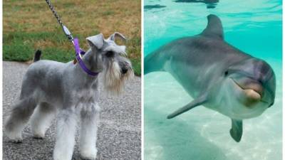 Cada especie de animales tiene necesidades diferentes y una forma única de pensar.