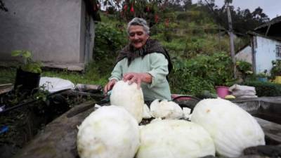 Piedad Pozo, de 82 años, fue registrada al trabajar en sus cultivos, durante una entrevista con Efe, en el caserío de Plazuela, Ecuador. EFE