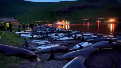 La caza de ballenas piloto es una tradición feroesa que se remonta a la época de los vikingos.