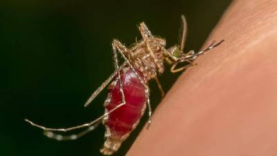 En Copán se han registrado más de 250 casos de dengue este año, lo cual eleva la cifra en un 500% en relación al año anterior.
