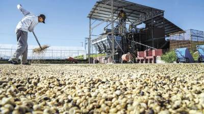 Un caficultor brasileño utiliza un rastrillo para separar los granos secos.