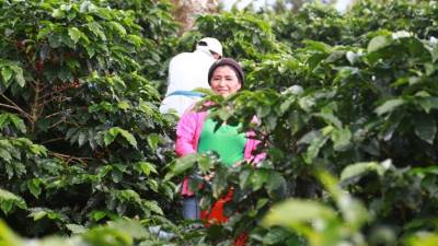Los cafetaleros esperan alcanzar una generación de divisas de entre 1,500 a 1,700 millones de dólares.