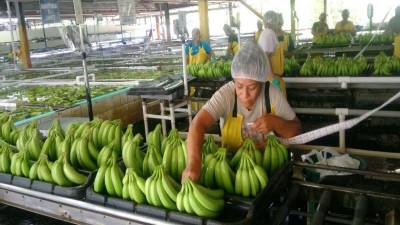 El sector bananero es importante en el norte porque genera empleos a hombres y mujeres en fincas y empacadoras. Archivo.