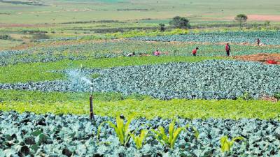 <b><span class=mln_uppercase_mln>siembra.</span></b> Agricultores limpian parcelas cultivadas con repollos.<span class=mln_uppercase_mln> </span>