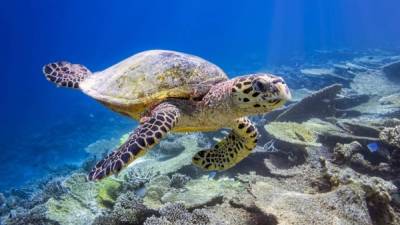 El Triángulo de Coral, situado entre Indonesia, Malasia y Papúa Nueva Guinea alberga un 76% de sistemas coralinos del mundo y a seis de las siete especies de tortugas marinas conocidas.