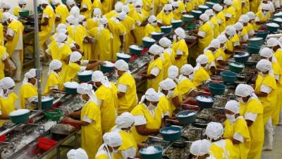 Trabajadores de una camaronera ubicada en el sur del país. Foto: Yoseph Amaya.