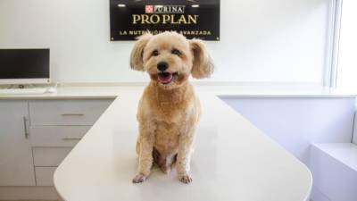 Cookie es un carismático French Poodle de 11 años de edad que está interno en el hospital veterinario San Francisco de Asis por problemas cardiacos. A pesar de su padecimiento Cookie es un perro enérgico y felíz.