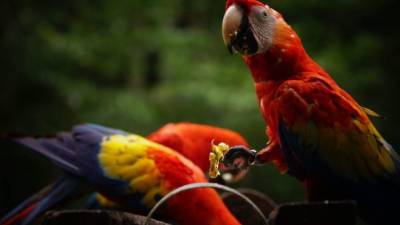 La guacamaya roja habita en el Valle de Copán desde tiempos muy antiguos.