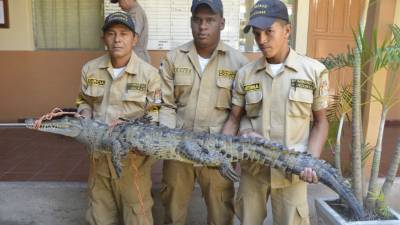 Un grupo de bomberos de Choluteca capturó el animal.