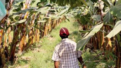 Pedro Parra, un agricultor de Olmos, exporta bananos a Europa.