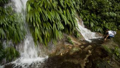 Cascadas de agua limpia bajan de las alturas para dar vida a La Ceiba y pueblos circunvecinos. El bosque es una fábrica de agua potable para el ser humano.