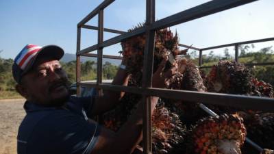 Francisco Pavón muestra los frutos de la palma en un centro de acopio en Jutiapa, Atlántida. Esta materia prima es procesada y exportada por 15 plantas extractoras que operan en la costa atlántica de Honduras.