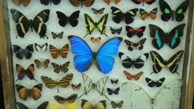 Mariposas hondureñas son expuestas en un muestrario.