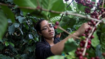 Estados Unidos, Alemania, Bélgica e Italia fueron los principales compradores del café de Honduras en lo que va de la cosecha.