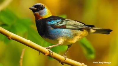 <b>Omoa será sede del quinto festival educativo de aves mediante el cual se impulsará la importancia de conservar los Subsistemas de Áreas Protegidas Cuyamel-Omoa.</b>