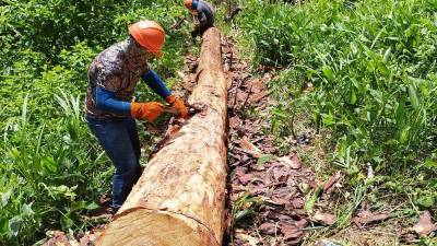 En riesgo 11 departamentos de Honduras por la presencia del gorgojo descortezador. Ya han cortado miles de árboles por la plaga.