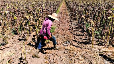 De acuerdo con Ginés Suárez, el BID trabaja con la Secretaría de Infraestructura y Transporte para desarrollar un análisis de cómo serán las inundaciones en el valle de Sula para tomar medidas a tiempo.