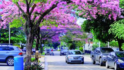 <b>Los árboles de macuelizo de la 33 calle serán de diferentes colores.</b>
