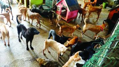 <b><span class=mln_uppercase_mln>El Refugio Amor y Abrigo tiene bajo su cuidado cerca de 300 perros y gatos rescatados de la calle.</span></b> Foto: Amílcar Izaguirre.