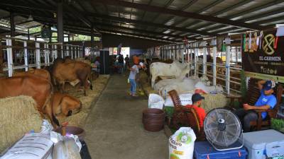 Ganado de las mejores razas son expuestos durante la Feria Juniana en el campo Agas.