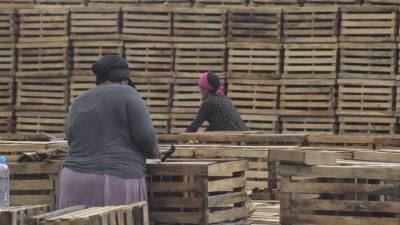 Diez mujeres curtidas por el sol trabajan varias horas al día en la elaboración de nasas. El trabajo no es muy costoso, aunque tuvieron una capacitación para poder ingresar al oficio.