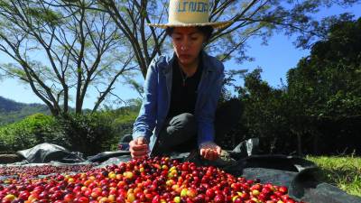 Una hondureña escoge café en una finca de Honduras.