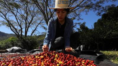 <b>En su finca, de 3,5 hectáreas, Linda Pérez saca unos 50 quintales de café oro, la mayoría exportados a Alemania.</b>