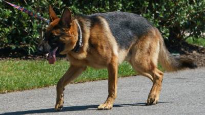 Commander atacó a varios agentes del Servicio Secreto y a personal de la Casa Blanca.