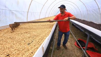 Óscar Tinoco durante el proceso de secado del café, a la derecha la variedad con la que ganó el primer lugar este año. Foto: Franklyn Muñoz y Cortesía.