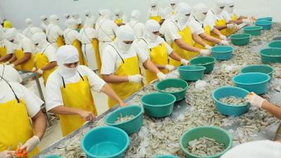 El Parlamento hondureño aprobó el 16 de julio un proyecto de ley que permite el acceso inmediato del camarón hondureño a China, sin tener que esperar que entre en vigor un Tratado de Libre Comercio entre los dos países.