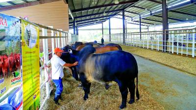 <b>Ganado exhibido en una de las ferias del Campo Agas en San Pedro Sula. Foto: Melvin Cubas.</b>