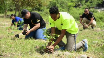 No es la primera vez que UTH desarrolla una campaña en pro del medio ambiente, en 2019 realizaron una importante jornada de reforestación en río Blanco.