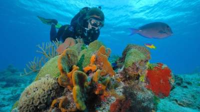 Este arrecife tiene una profundidad promedio de entre 10 y 30 metros.