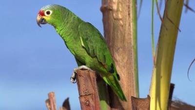 Las semillas picoteadas por los loros germinan mejor que las que no tienen daños, ya que permiten que la humedad penetre mejor y que la planta brote con más facilidad.