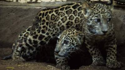 Dos pequeños jaguares fueron rescatados de la mano de cazadores furtivos tras a la intervención del Zoológico Nacional y las autoridades. Foto AFP