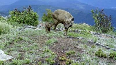 Fotografía cedida por Tompkins Conservation en la que se registró un huemul en 2018 en la Patagonia chilena. EFE