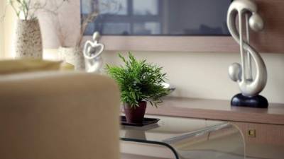 Algunas plantas pueden ayudarle a mantener su hogar libre de contaminación ambiental.