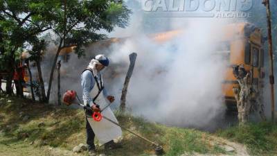 Cuadrillas fumigando solares baldíos.
